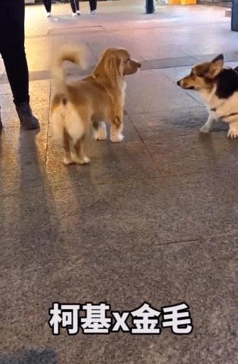 让狗子远离柯基,让你家狗离柯基远点