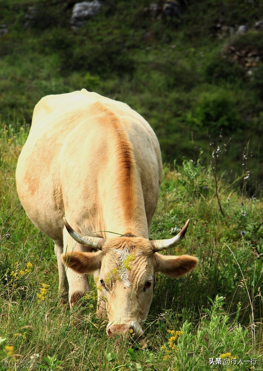 华北最大的亚高山草甸圣王坪,华北最大的亚高山草甸