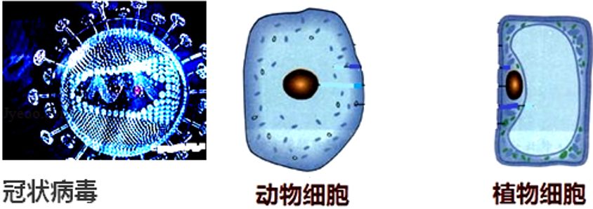 预防新型冠状病毒肺炎口诀,冠状病毒肺炎基本知识