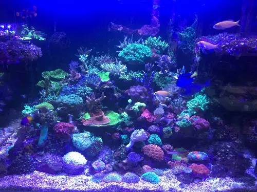 KELO钜彩照明LED水族灯试用活动鱼友评测详情（二）