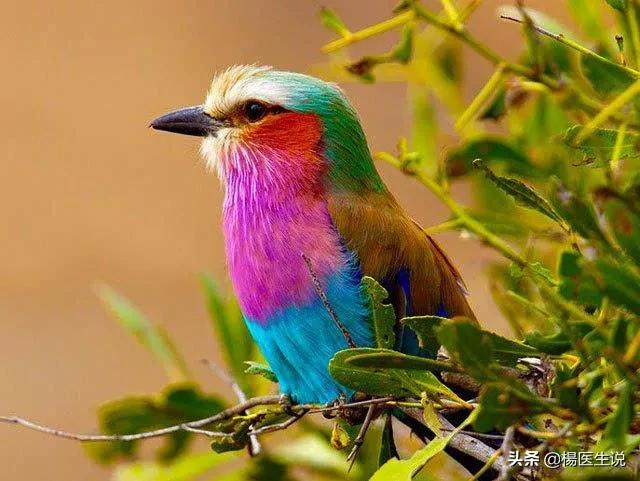 黑白色盲眼中的世界,色盲眼中的世界