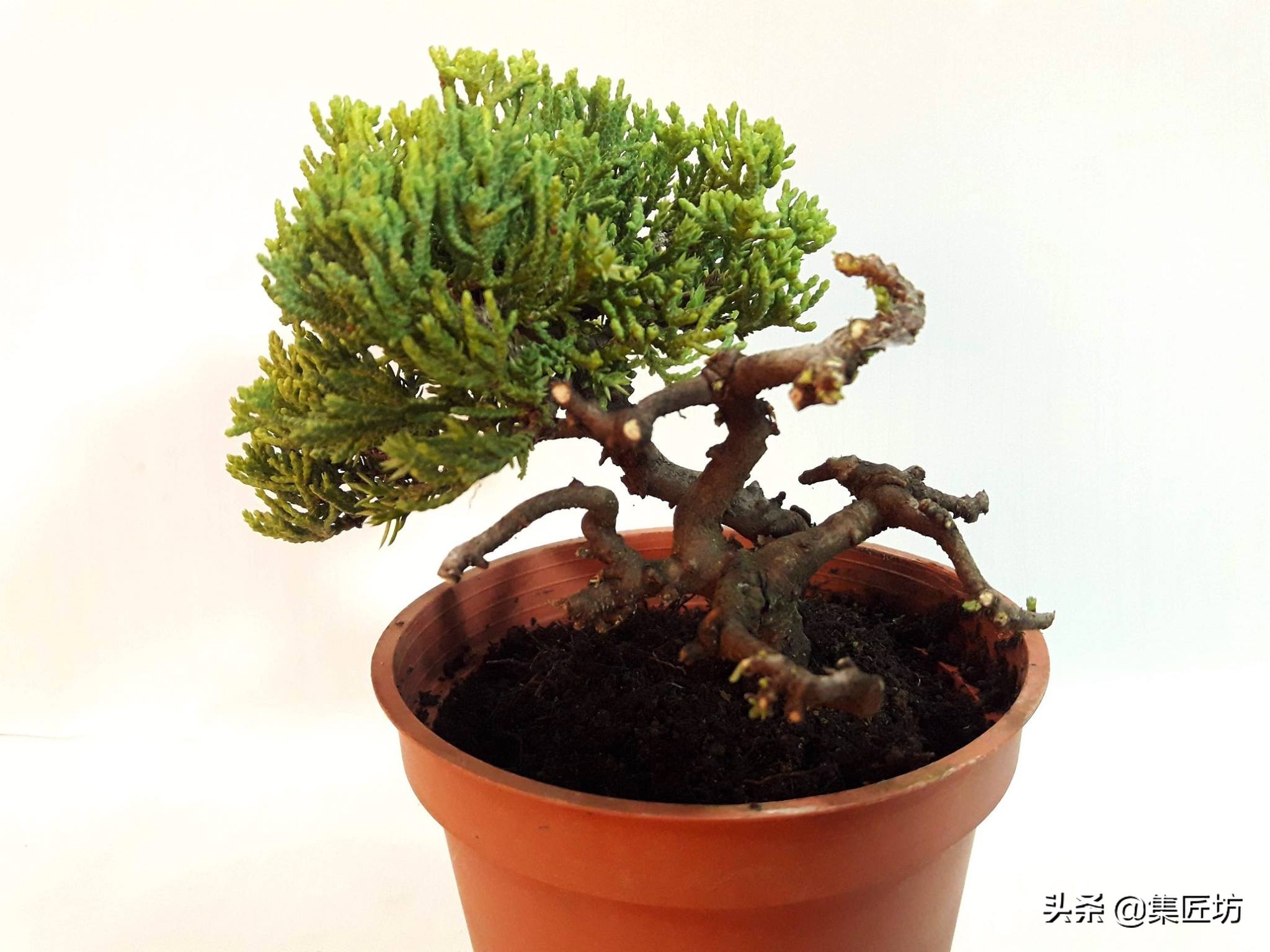 盆景舍利桩处理方法,盆景舍利杆上面的附着物怎么清除