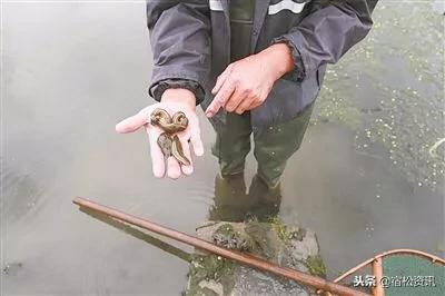 高效养殖蚂蝗,蚂蝗养殖致富经