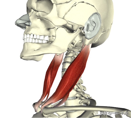 耳鸣每天锻炼能有好转吗,耳鸣坚持做2个动作