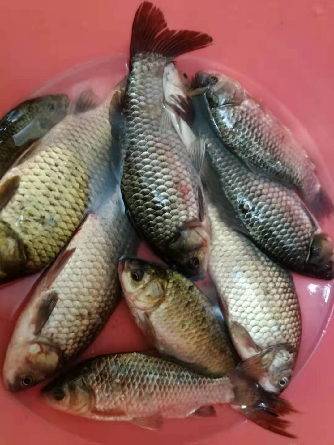 春季钓鱼如何诱鱼,春季钓鱼诱鱼