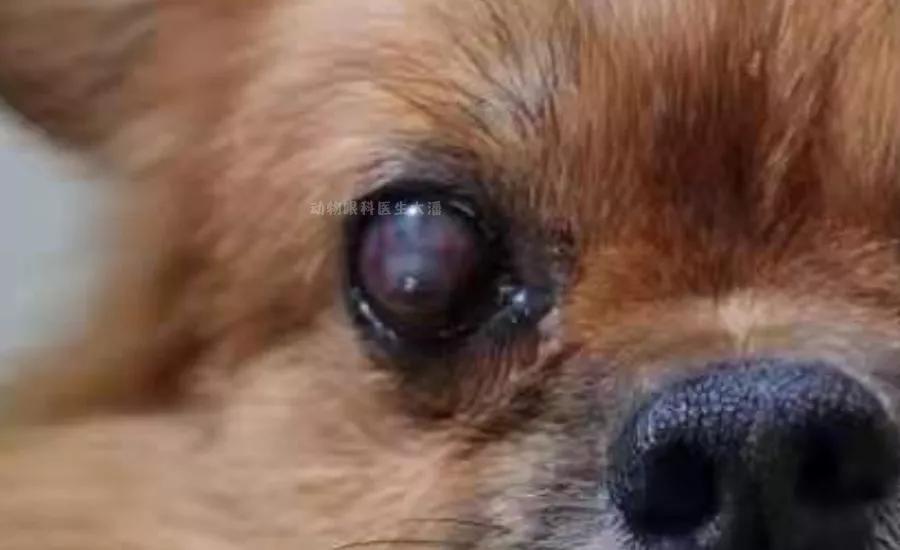 狗狗角膜溃疡恢复过程图片,狗狗眼角膜溃疡