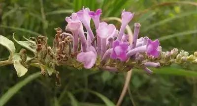 100种花的英文和花语是什么,100种花的花语以及送花礼仪分享