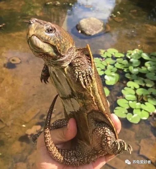 国龟鹰嘴新手入门教程,国龟鹰嘴视频大全