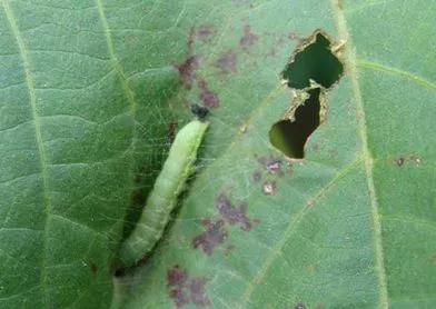 万能杀虫剂正确使用方法,万能杀虫剂自制配方视频大全