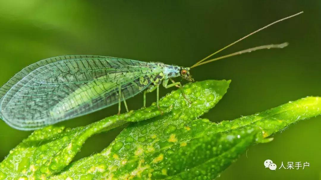 人工养殖的天敌昆虫,昆虫天敌大全