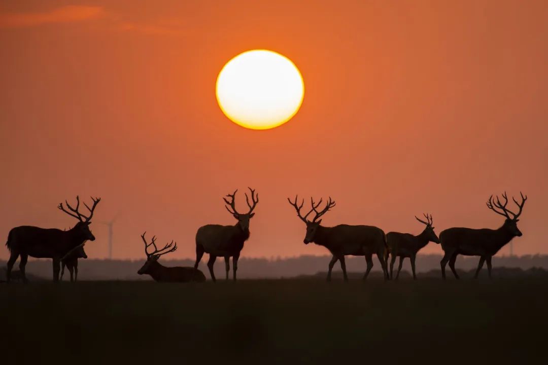 不保护就晚了！你最爱的干（小）脆（熊）面（猫）比大熊猫还濒危