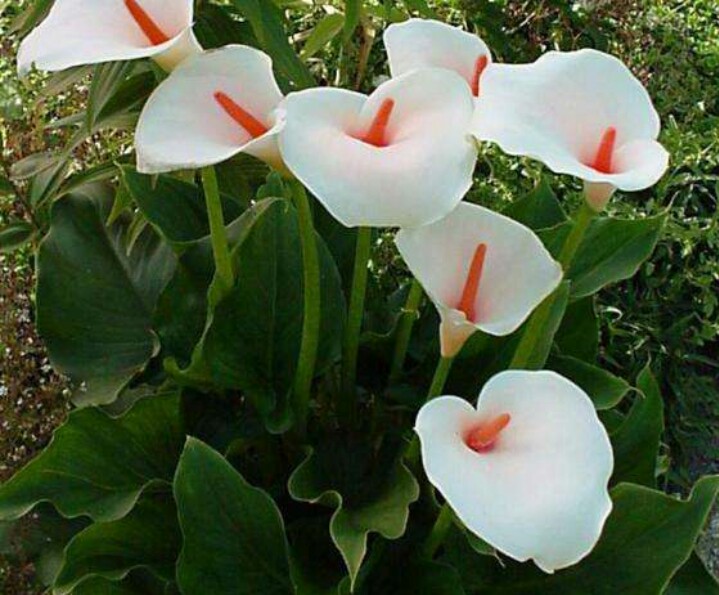 彩色马蹄莲怎么养爱开花图片,彩色马蹄莲夏季的养殖方法