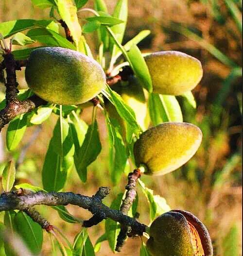 疆果福巴旦木,疆果儿酸奶巴旦木