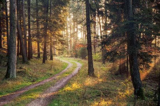 想学做黑森林蛋糕,怎么自己在家做黑森林蛋糕