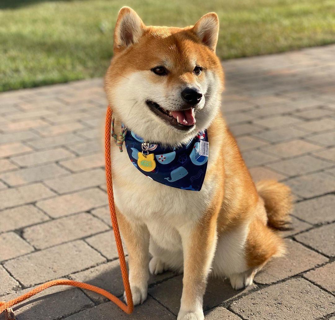 柴犬为什么卖得贵,柴犬价格为何差别那么大