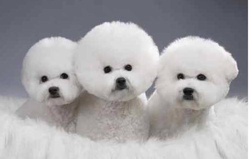 哪种狗更适合和猫一起养,可以跟猫一起养的狗有哪种