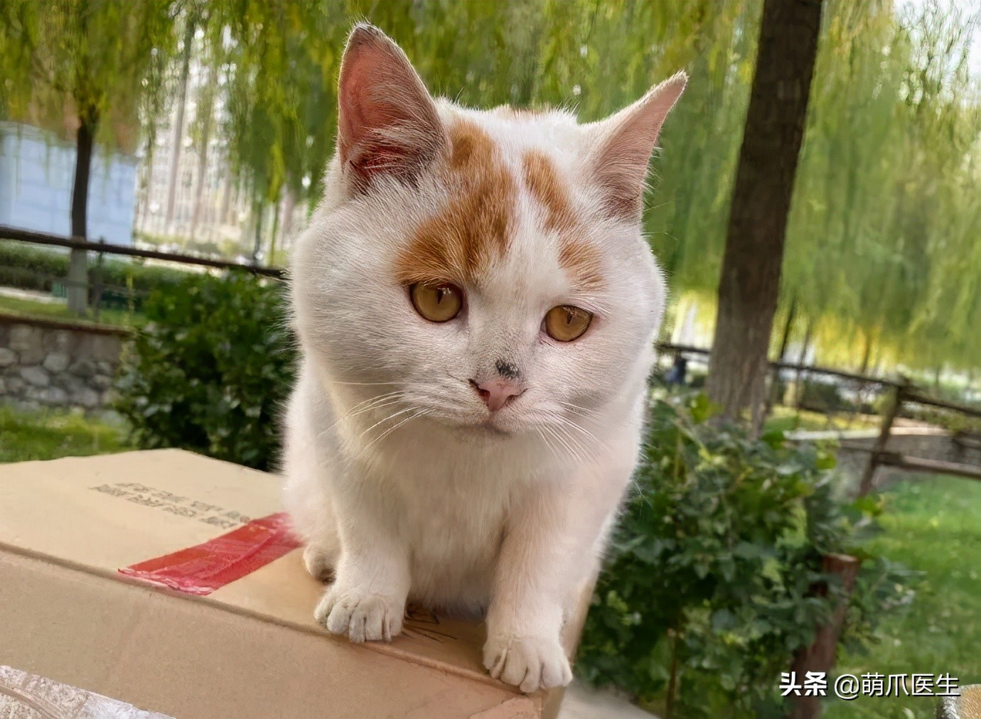 全网最可爱猫整天撒娇卖萌,全网最委屈的猫