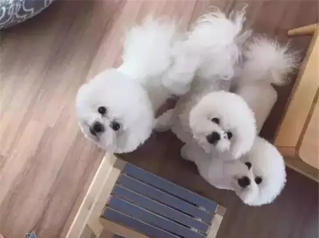 比熊这朵棉花糖，圆圆白白胖胖，是我的初恋情狗没错了