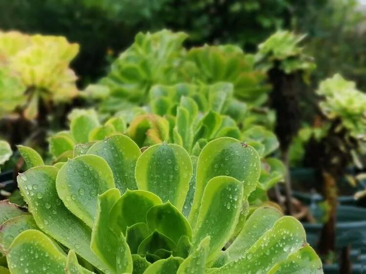 多肉法师韶羞现在能摘心吗,韶羞法师和荷兰玫瑰法师的区别