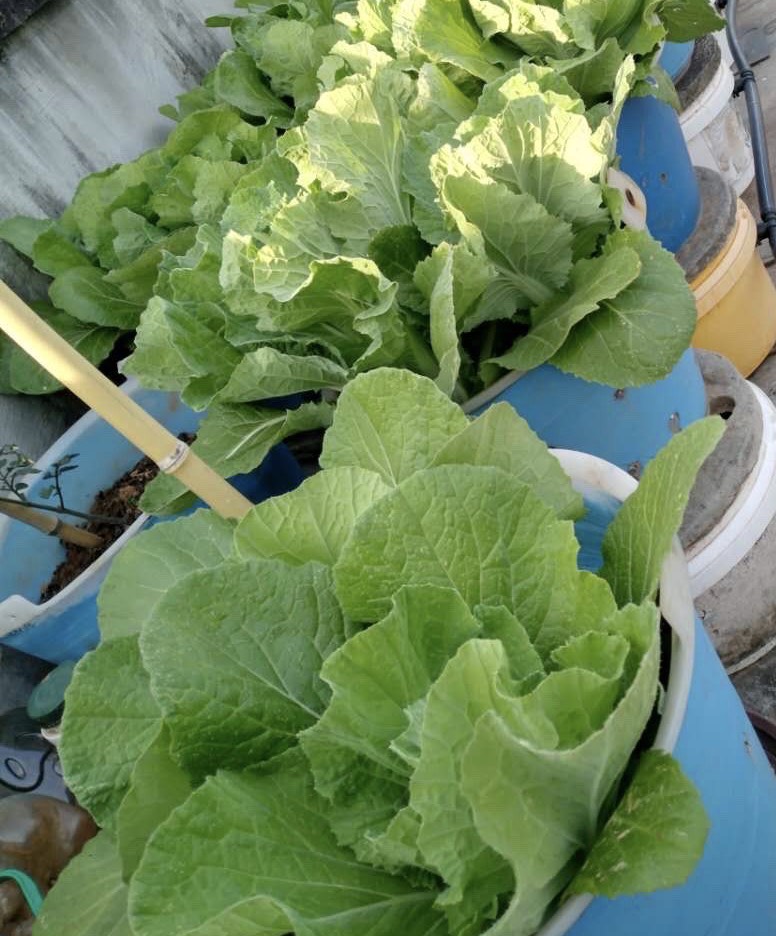 家庭阳台种植蔬菜的技术和方法,阳台怎么实现无土栽培蔬菜