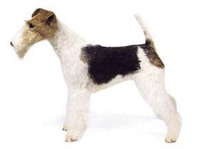 聪明的小宠物狗都有哪些品种,哪种宠物狗最聪明听话又好养