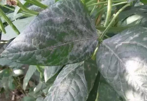 怎么判断小麦白粉病,白粉病防治妙招最佳方法