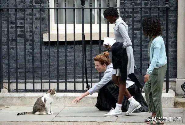 英国第一御猫,英国第一猫拉里视频