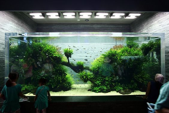 草缸的黑壳虾怎么越来越少,草缸里黑壳虾越多越好吗