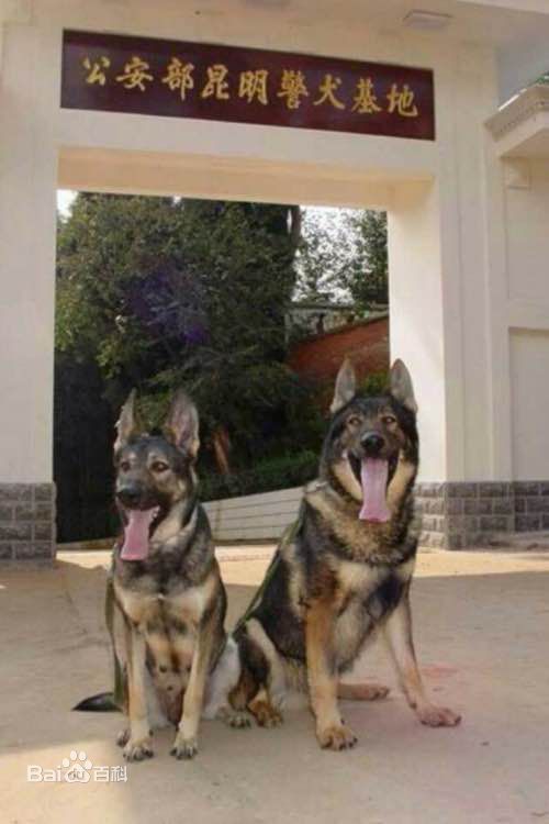 小型犬品种大全及图片柯基犬,不掉毛无体味性格温顺的小型犬