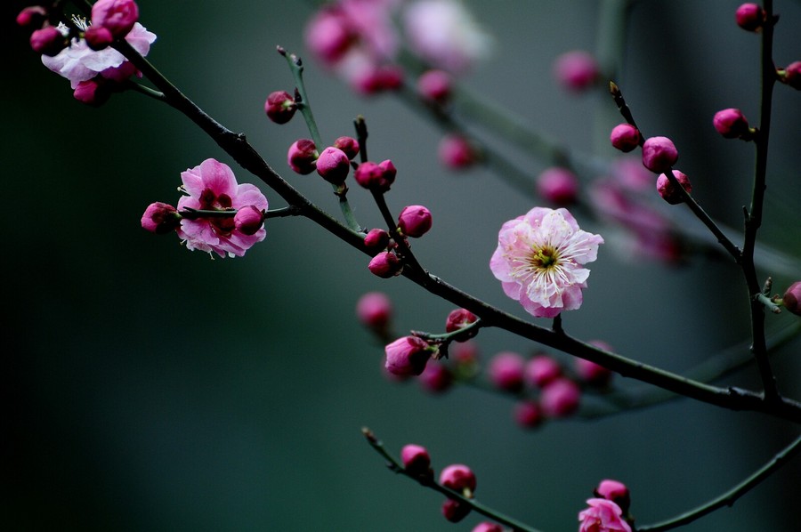 早梅这首诗表达了诗人怎么的情怀,早梅这首诗表达了诗人怎样的情感
