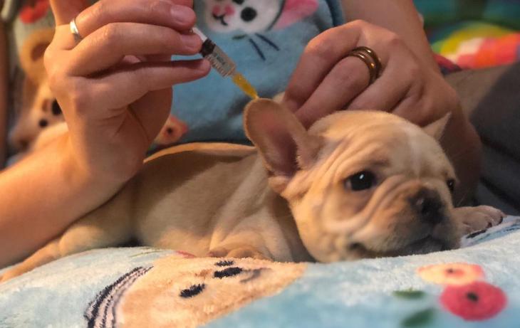 法斗犬对主人使坏,处理法斗犬