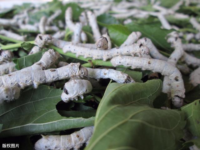 蚕病防治技术100问,蚕的防治方案