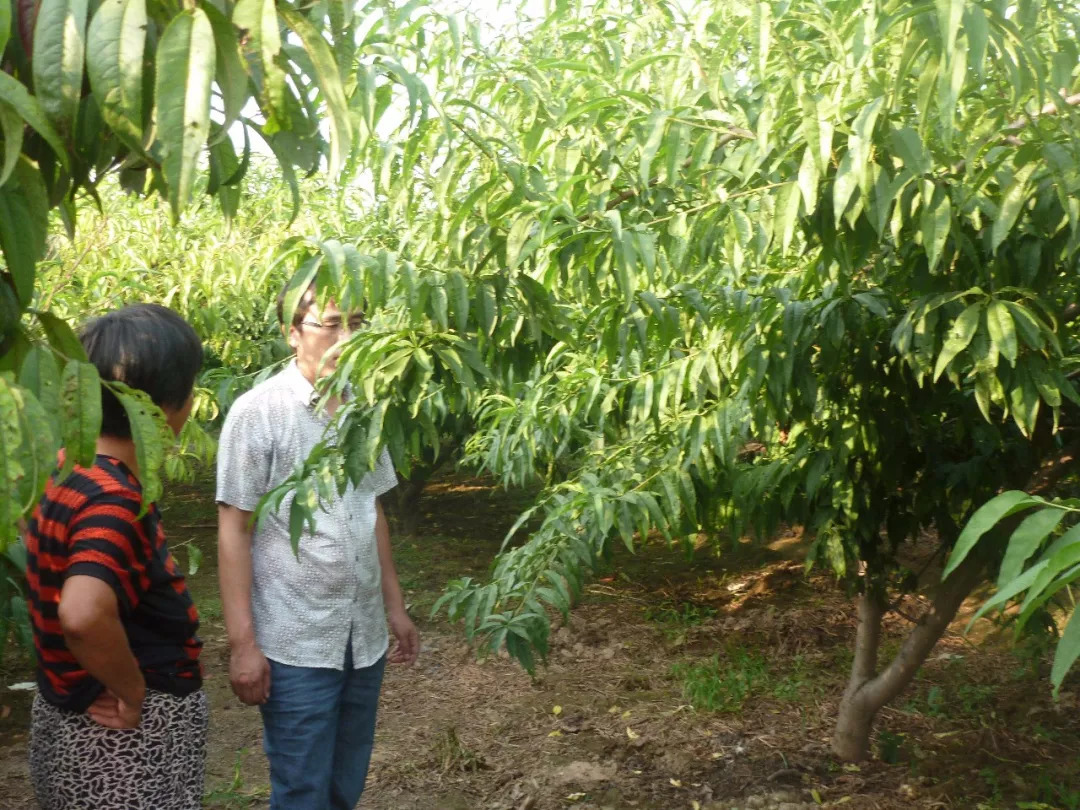 农村大叔种植桃子,农村大叔新发明的种植技术