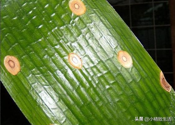 君子兰叶片变红了怎么回事,君子兰叶子出现黄点