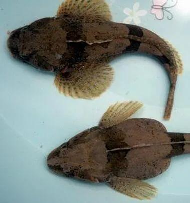 公认最好吃的10种淡水鱼,公认好吃淡水鱼有哪些种类