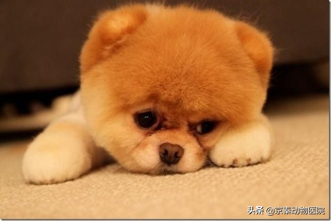 为什么狗狗洗澡很抗拒,给狗狗洗澡的几个小常识