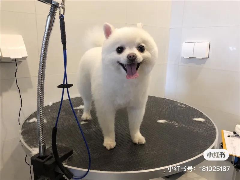 带你了解宠物医院,宠物医疗行业发展前景