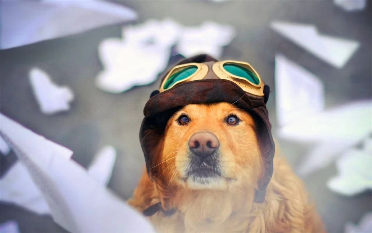 狗狗正常吃饭营养也够但还是瘦,狗狗基因取决于母系还是父系