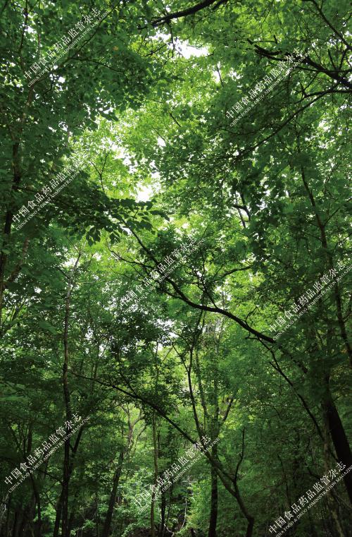 本草图谱人参,历代本草对人参的论述