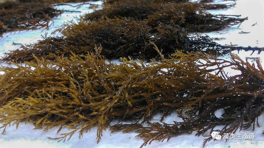 藻类提取物护肤,藻类提取物护肤品