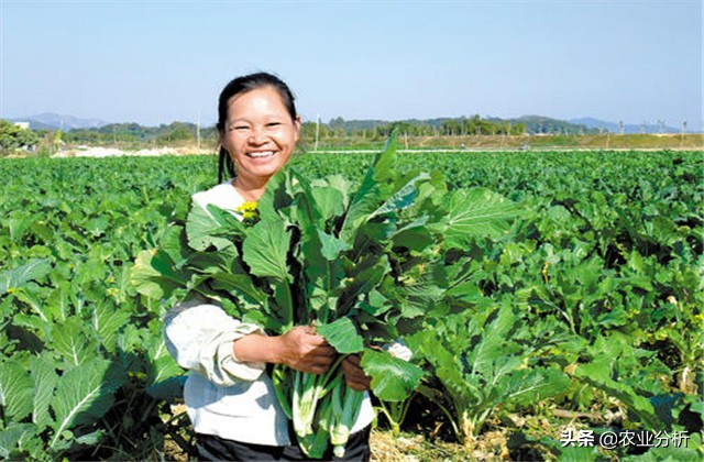 芥蓝怎么种植速度最快 (芥蓝种栽培品种选择)