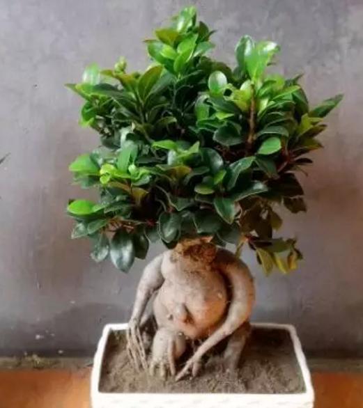 榕树移栽发芽慢,榕树养殖温度