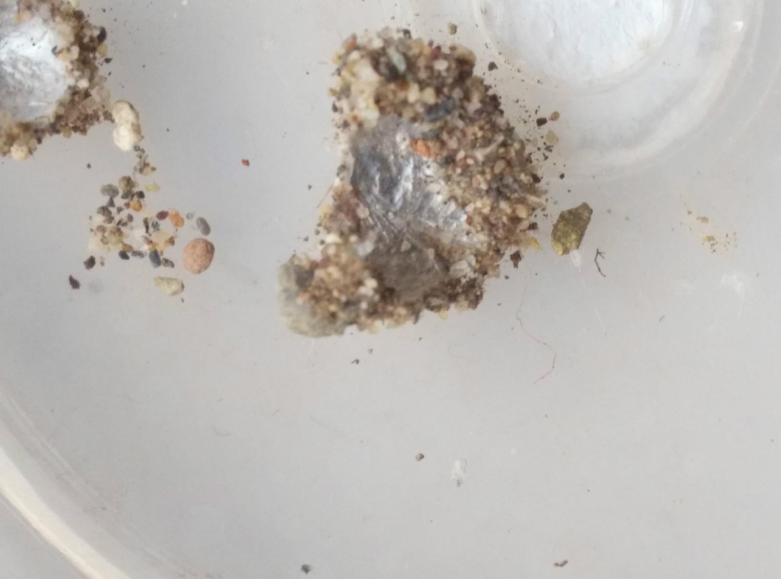 地牯牛专业捕捉,怎样大量捕捉地牯牛