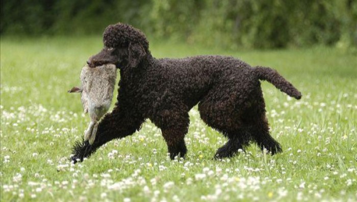 全黑的狗有什么讲究吗,买黑色的狗好还是不好