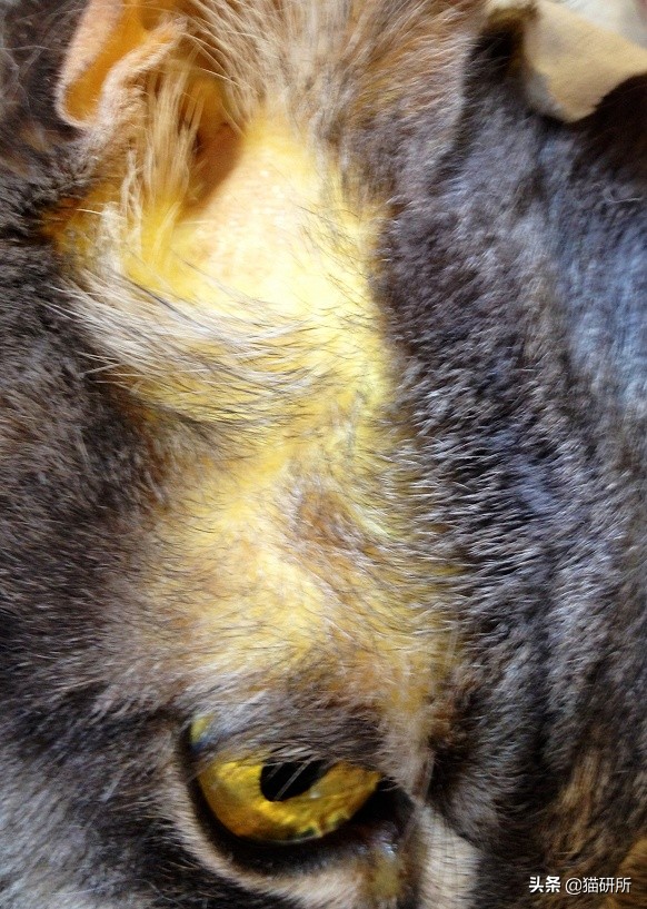 我家猫为什么莫名其妙的死了,我家猫为何越来越瘦