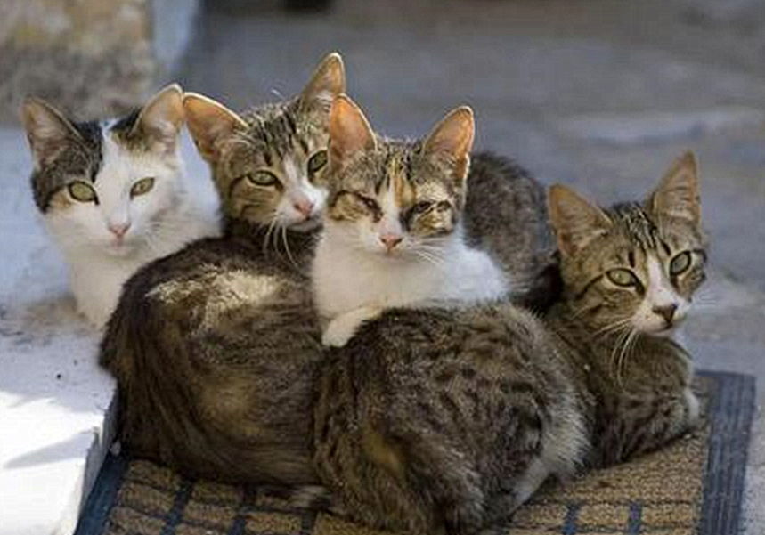 辟谣猫咪并非黑夜都能看得清,猫咪假孕结果真孕