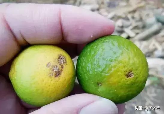 幼果期虫害,防止果树生虫子小妙招