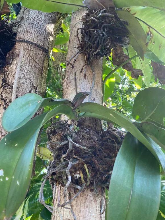 兰花冬季移种如何快速生根,把兰花种树上