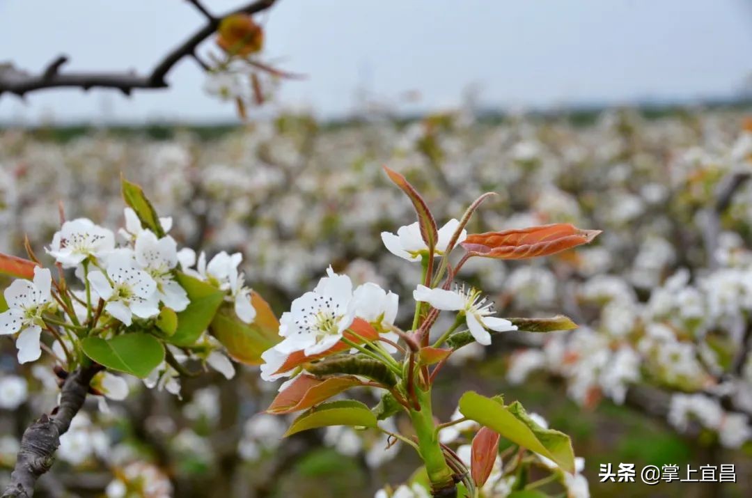 湖北枝江百里洲梨花图片,枝江百里洲梨花观赏时间