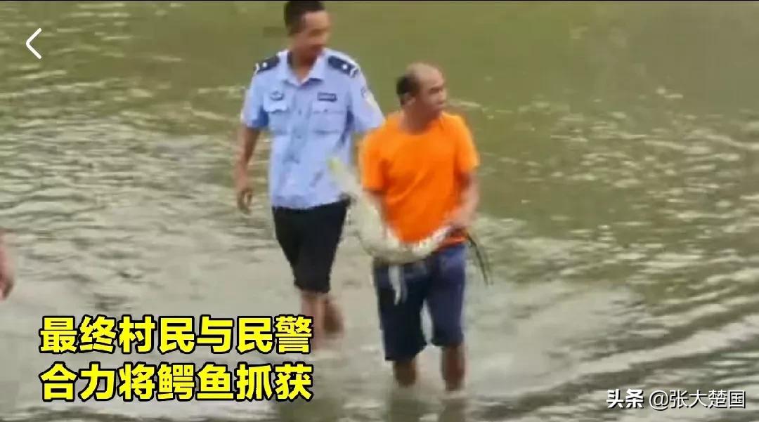 广东一河滩惊现鳄鱼,茂名鳄鱼最新抓捕消息
